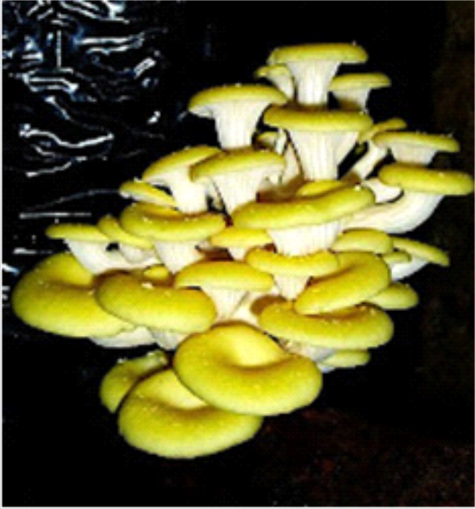 Mengenal Budidaya Jamur Tiram Putih Budidaya Jamur Tiram Putih