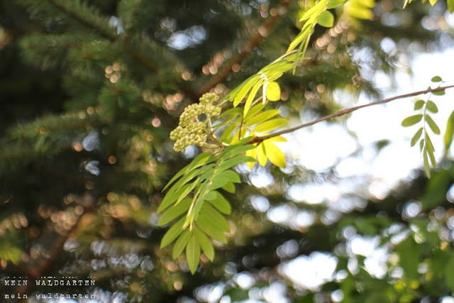 © Mein Waldgarten: Gestern im Garten