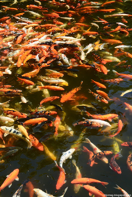 Тенерифе Рыбки в Лоро Парке