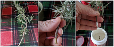 roooting rosemary cuttings