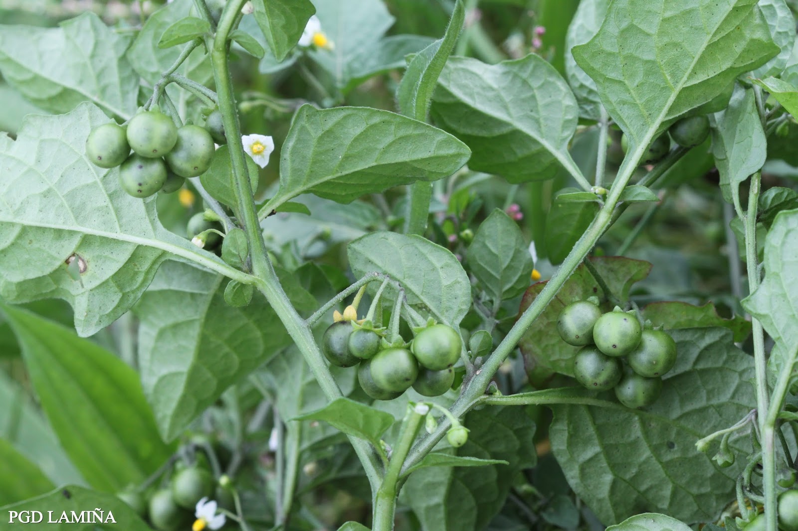 SOLANUM NIGRUM. tomatillos del diablo.