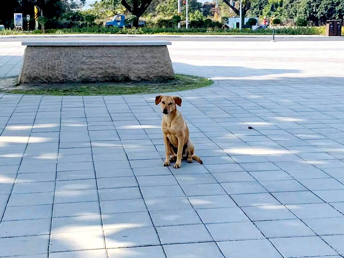 網友一面倒支持狗狗|台南山上花園水道博物館確定收編小黃