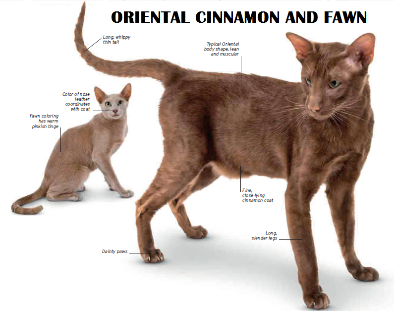 Стандарт породы ориентальной кошки. Ориентал циннамон. Ориентальная кошка стандарт породы. Ориентальный кот циннамон. Ориентальный кот фавн.