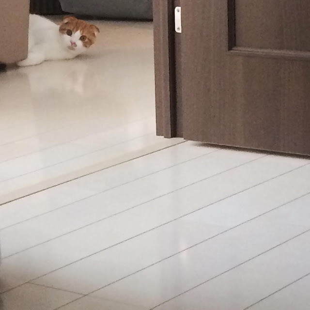 강지영네 고양이 | 인스티즈