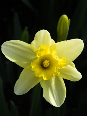 Allan Gardens Conservatory Spring Flower Show 2013 pale yellow daffodil closeup by garden muses: a Toronto gardening blog 