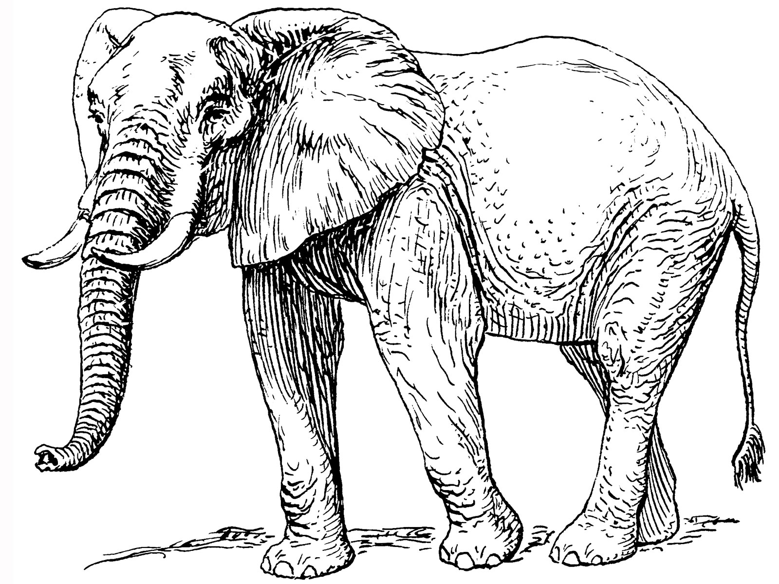 Elephant And The Baby Elephant