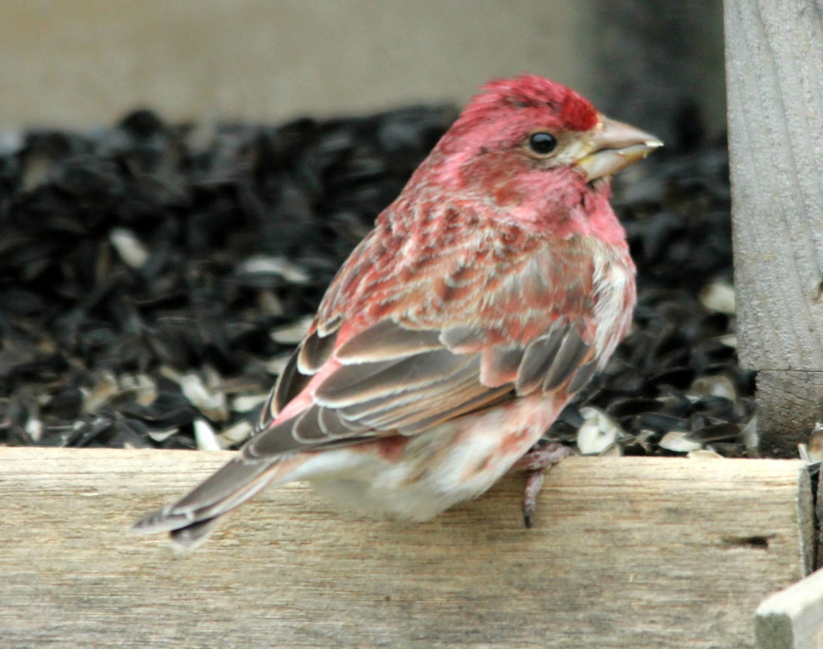 Here and There: Day 88 - 28th March 2017 - Purple Finches, Goldfinches