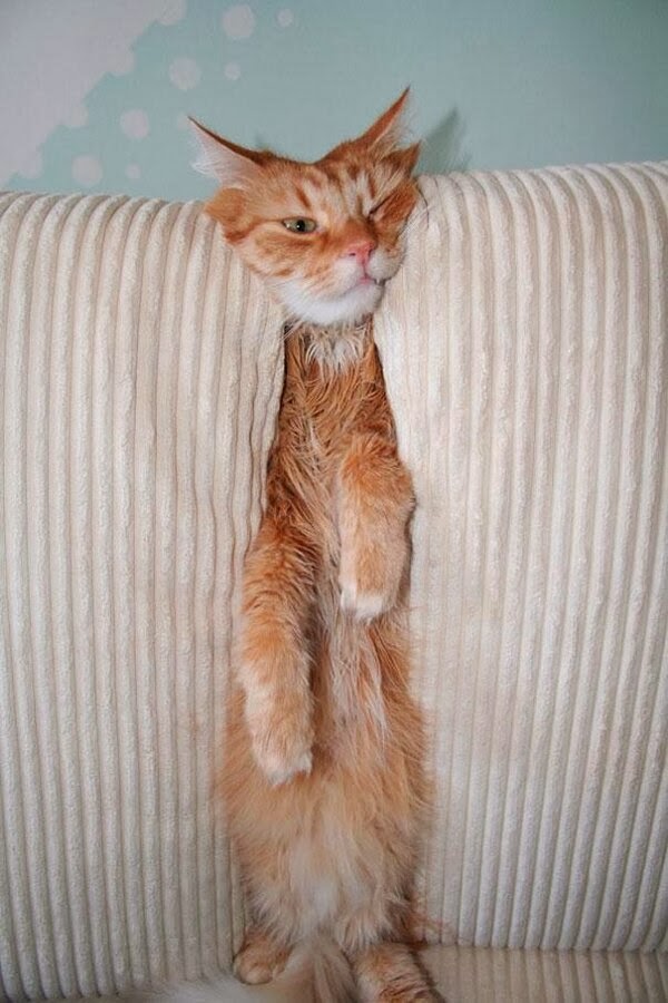Funny cats - part 92 (40 pics + 10 gifs), cat stuck between couch