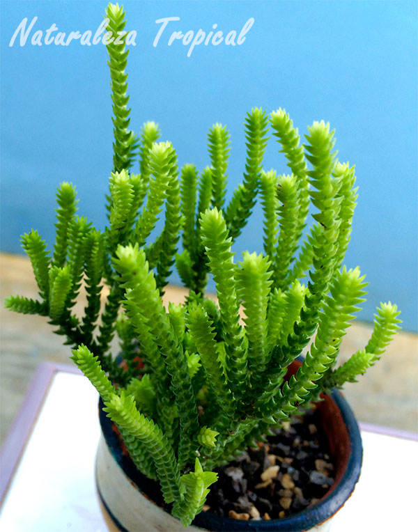 Foto del Cordón de San José, Crassula muscosa o Crassula lycopodioides