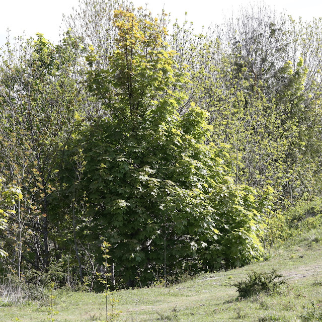 TrogTrogBlog: The bee tree