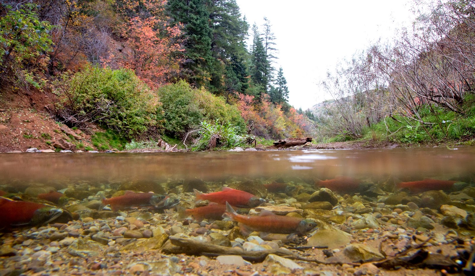 Benjamin Zack Photography Kokanee Salmon in Utah