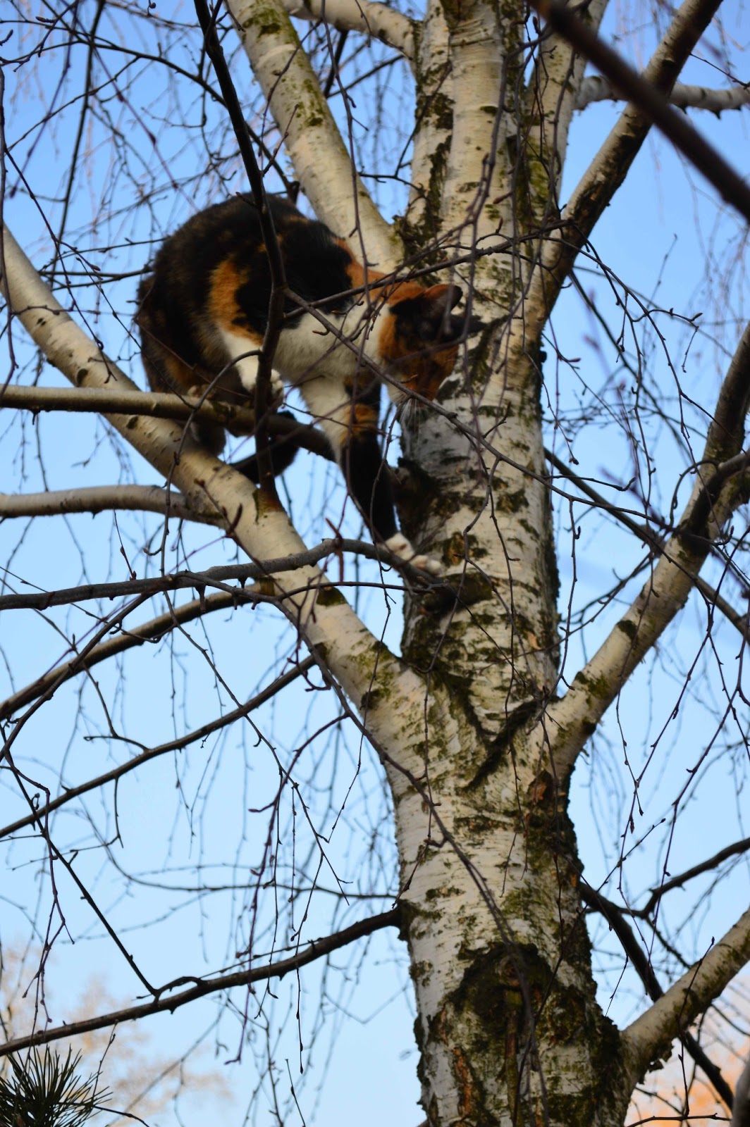 Wwa Jeziorki Pregnant cats should not climb trees