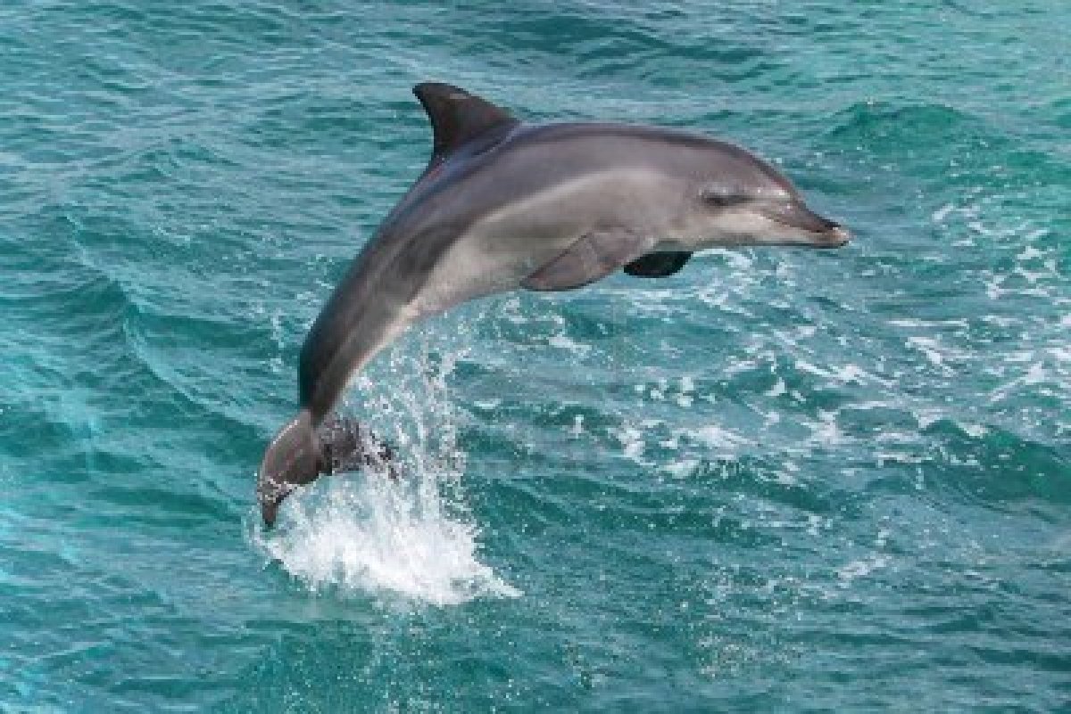 una-vista-animal-sobre-el-mundo-el-delf-n-mular