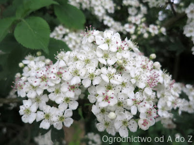 Gelben Bluten Der Mahonie Mahonia Aquifolium Bayern