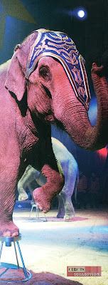 portrait d'un éléphant une patte sur un requisit