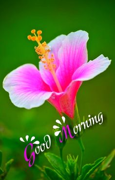 good morning flower images