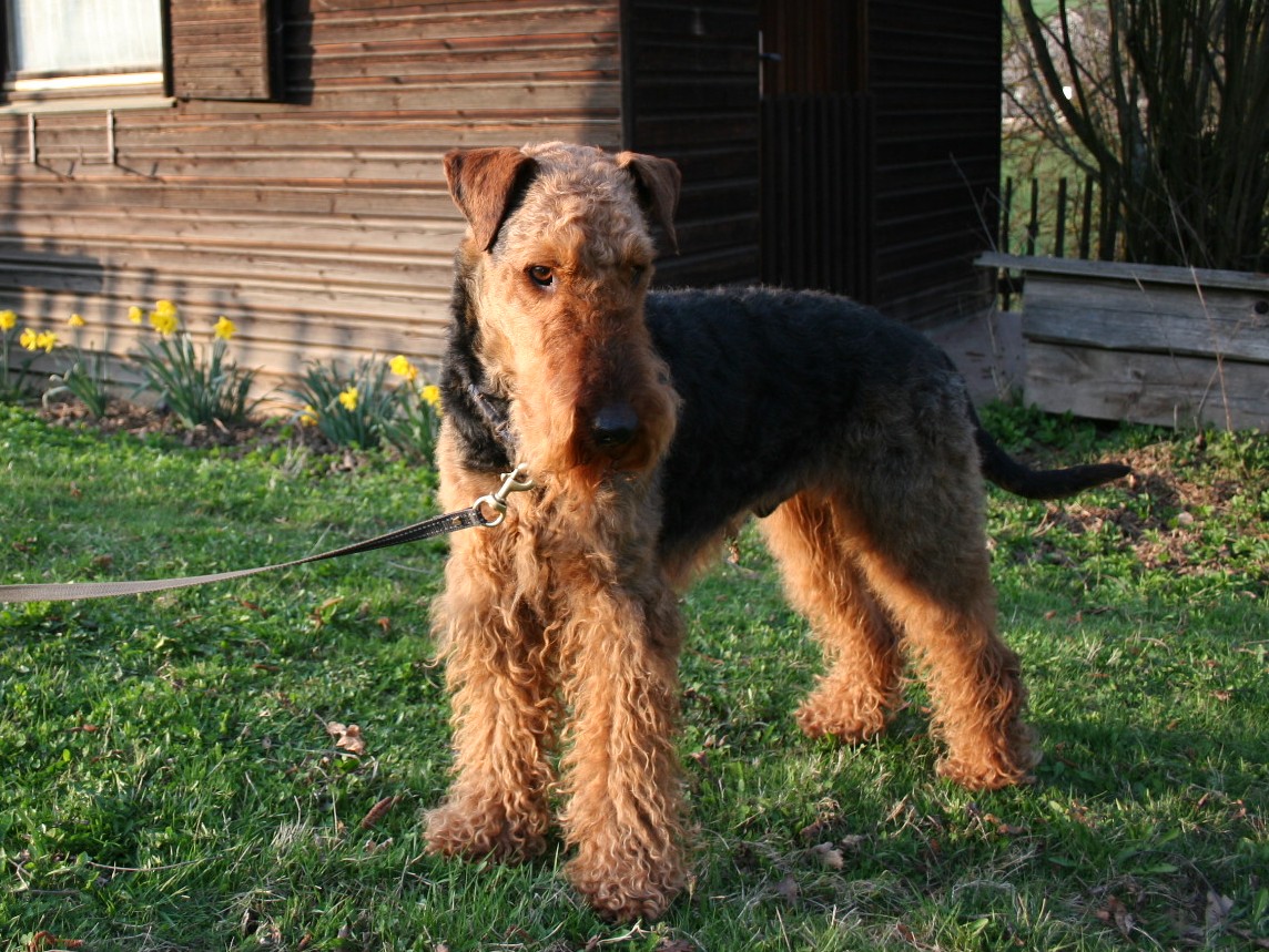 https://3.bp.blogspot.com/-3TVK47hkmYE/TpK9SgimmaI/AAAAAAAAADU/i9gpBQ5_lnI/s1600/black+airedale+terrier.jpg
