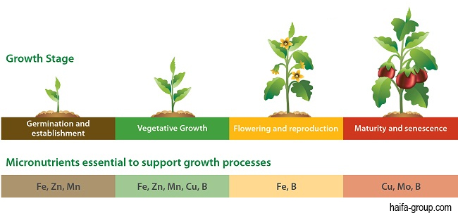 Peranan Makronutrien Dan Mikronutrien Bagi Tumbuhan Generasi Biologi
