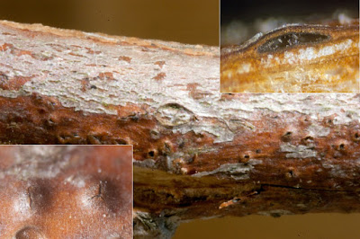 Pseudomassaria chondrospora