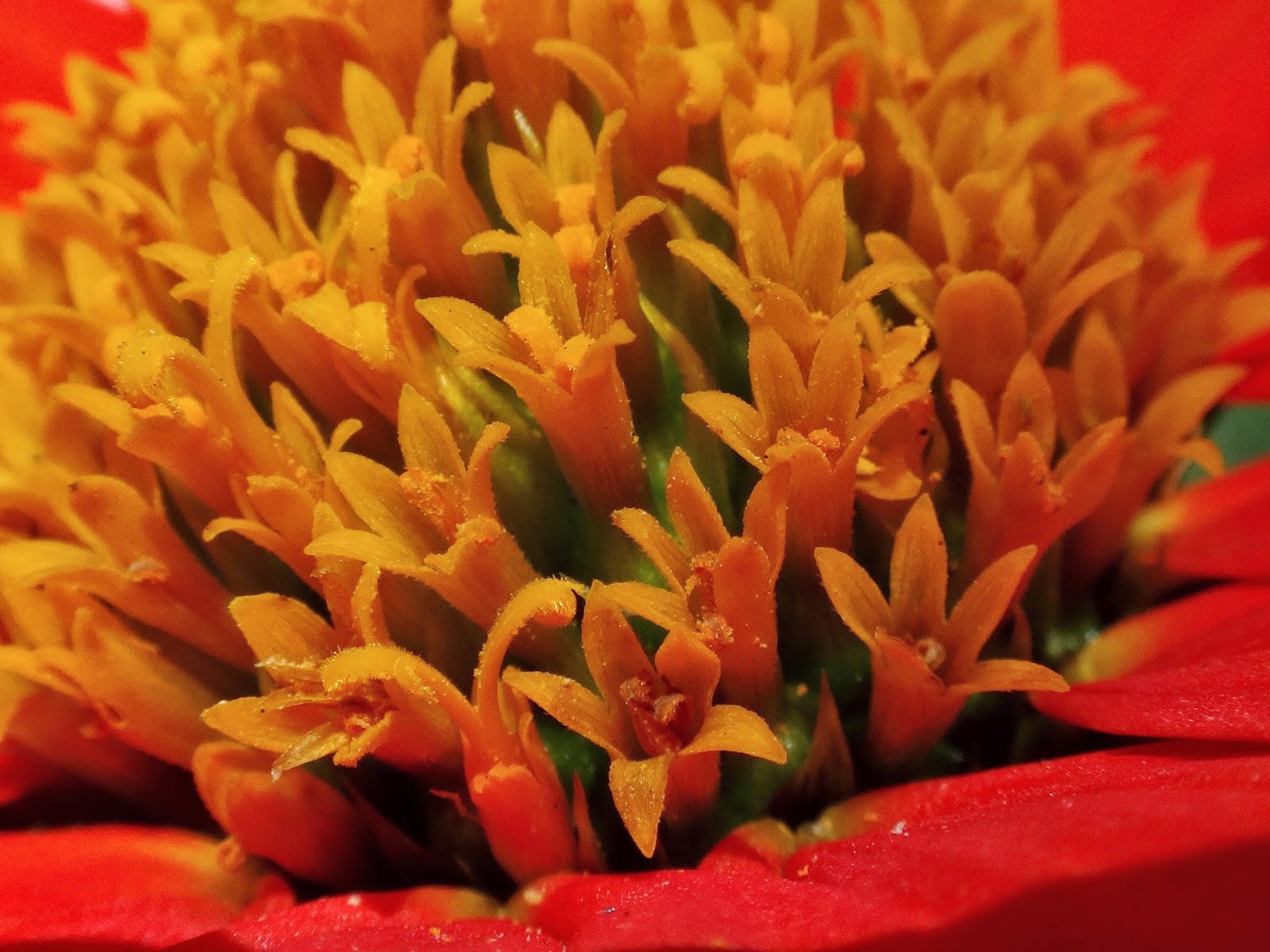 Uma flor por dia: Titônia