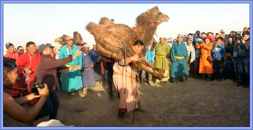 Народы поднимают голову. Монгол поднимает верблюда. Монгол на верблюде. Баянлиг Монголия.