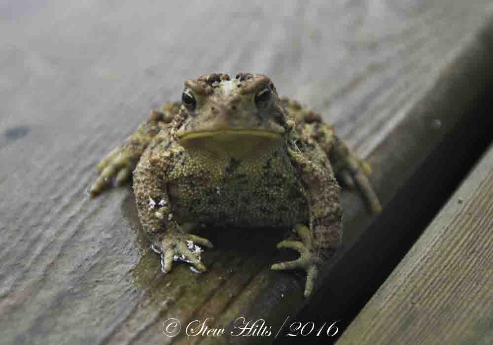 Seasons in the Valley + Furry Gnome's Adventures A Frog and a Toad