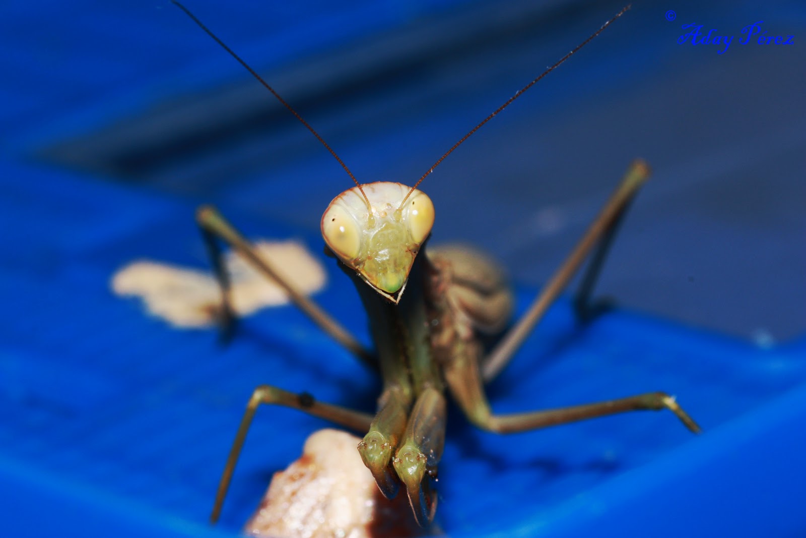 Artropodolandia: Mantis religiosa