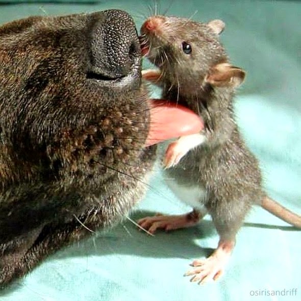 White Wolf This Rescued Pet Rat And Dog Are The Best Buddies Ever