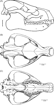 craneo de Phosphatherium