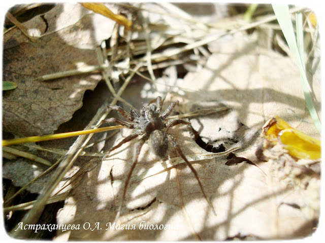 Большой сплавной паук (Dolomedes plantarius)