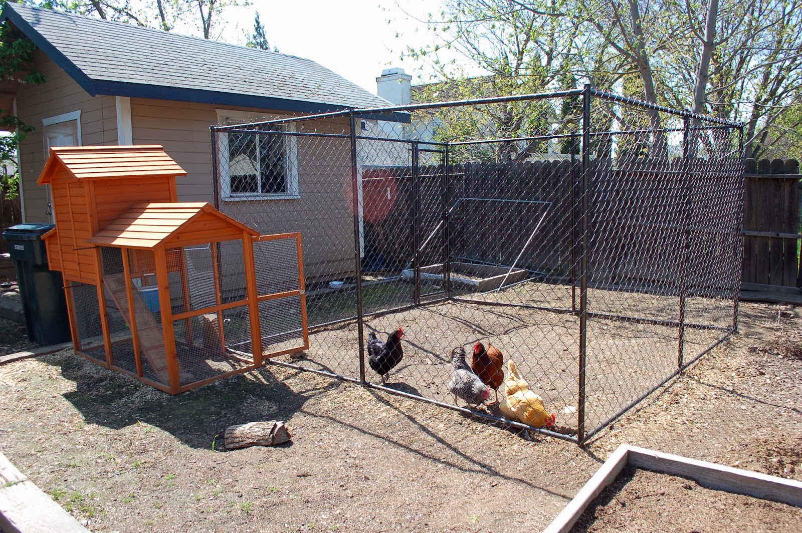 How Long Can Chicken Eggs Stay In The Coop