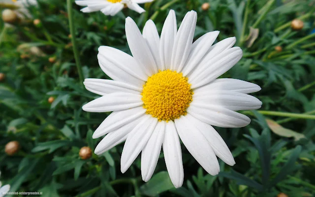 Foto witte bloem
