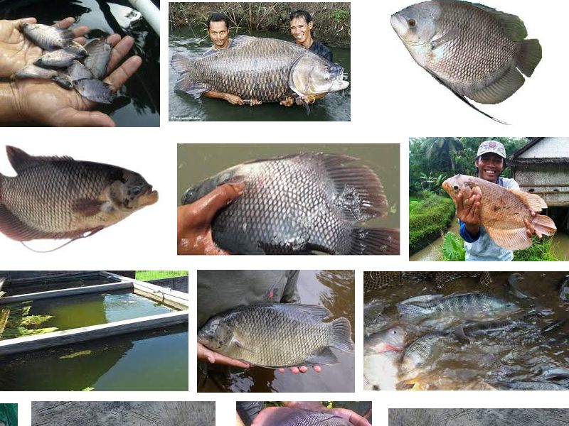 Mengenal Ikan Gurami