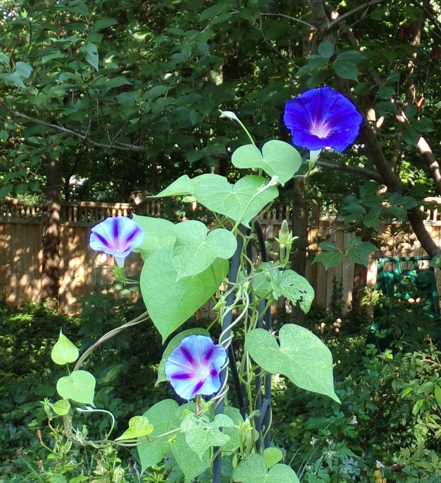 My Image 74