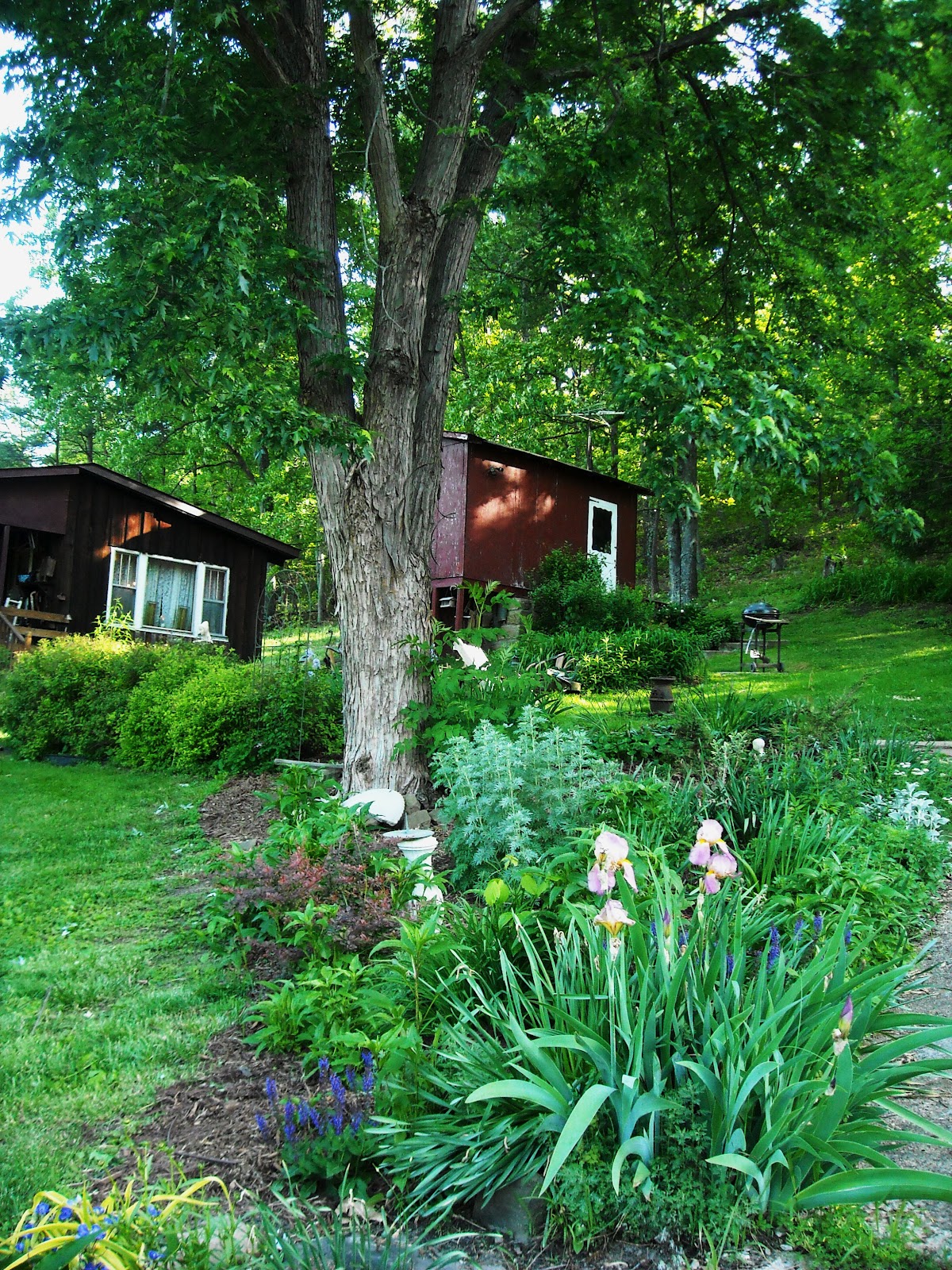 Granny Sue's News and Reviews Wash Your Face in the Morning Dew