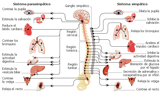 Nerbio-sistema autonomoa