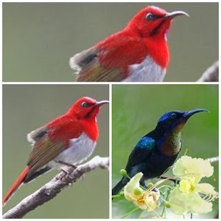 kolibri jantan dan betina