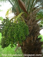 Palm Fruit tree not ready to eat