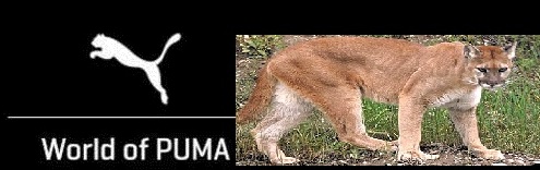 puma venezuela