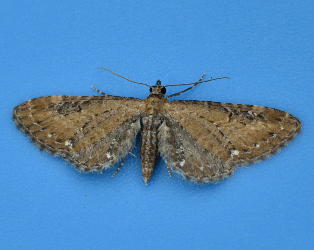 common pug carmarthenshire moth and butterfly three pugs from a burry port garden common pug carmarthenshire moth and butterfly three pugs from a burry port garden