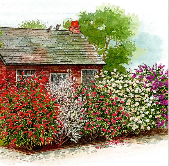 LE SIEPI MISTE: IL FASCINO DELLA VARIETA' | sfumature verdi