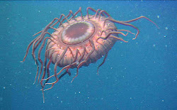 deep sea creature