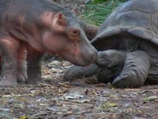 hippo-and-tortoise-5