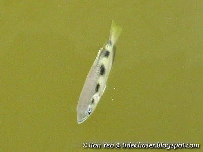 Spotted Archerfish (Toxotes chatareus)