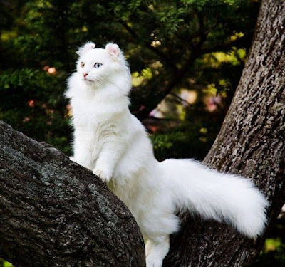 American Curl Cat breed information