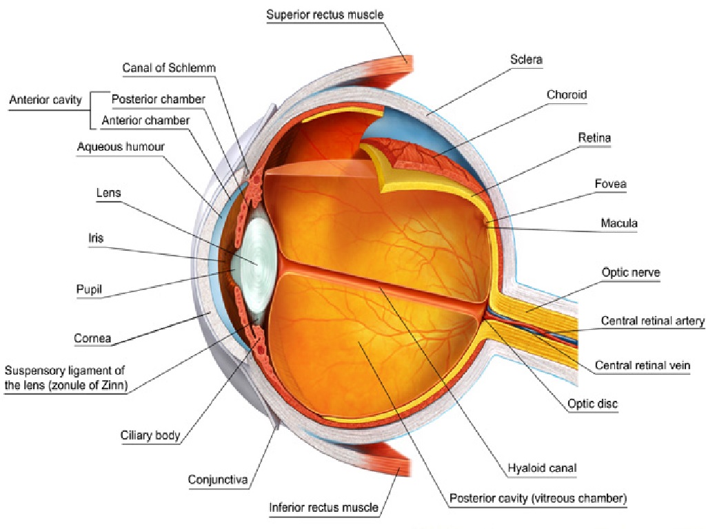 Fisiologi Sistem Penginderaan : 16 Organ Mata Beserta Fungsinya