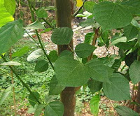 INFO POHON DADAP SERTA MANFAAT DARI POHON DAN DAUN DADAP INFO POHON DADAP SERTA MANFAAT DARI POHON DAN DAUN DADAP