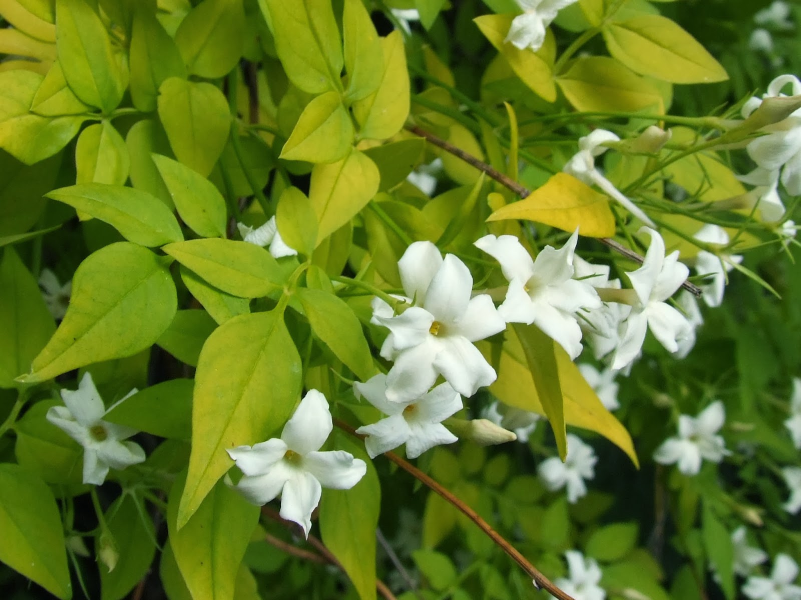 Beyaz cicekli yasemin sarmaşığı jasmin jasminum officinale / Sarılıcı
