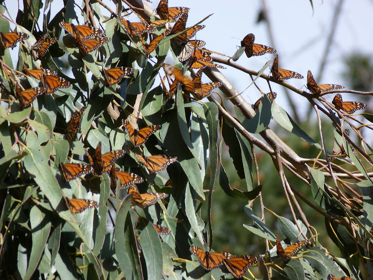 Monarch Butterflies at Pismo Beach