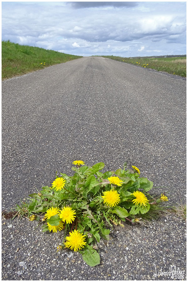 LH VANDAAG ''Asphalt flowers Asfalt bloemen''
